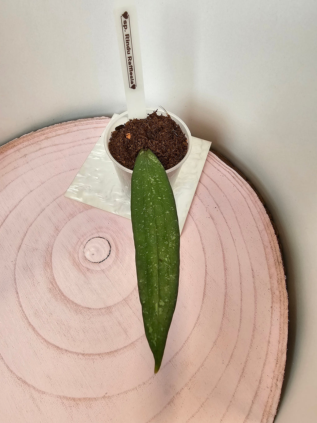 Hoya sp. Rindu Rafflesia