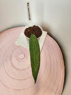 Hoya sp. Rindu Rafflesia