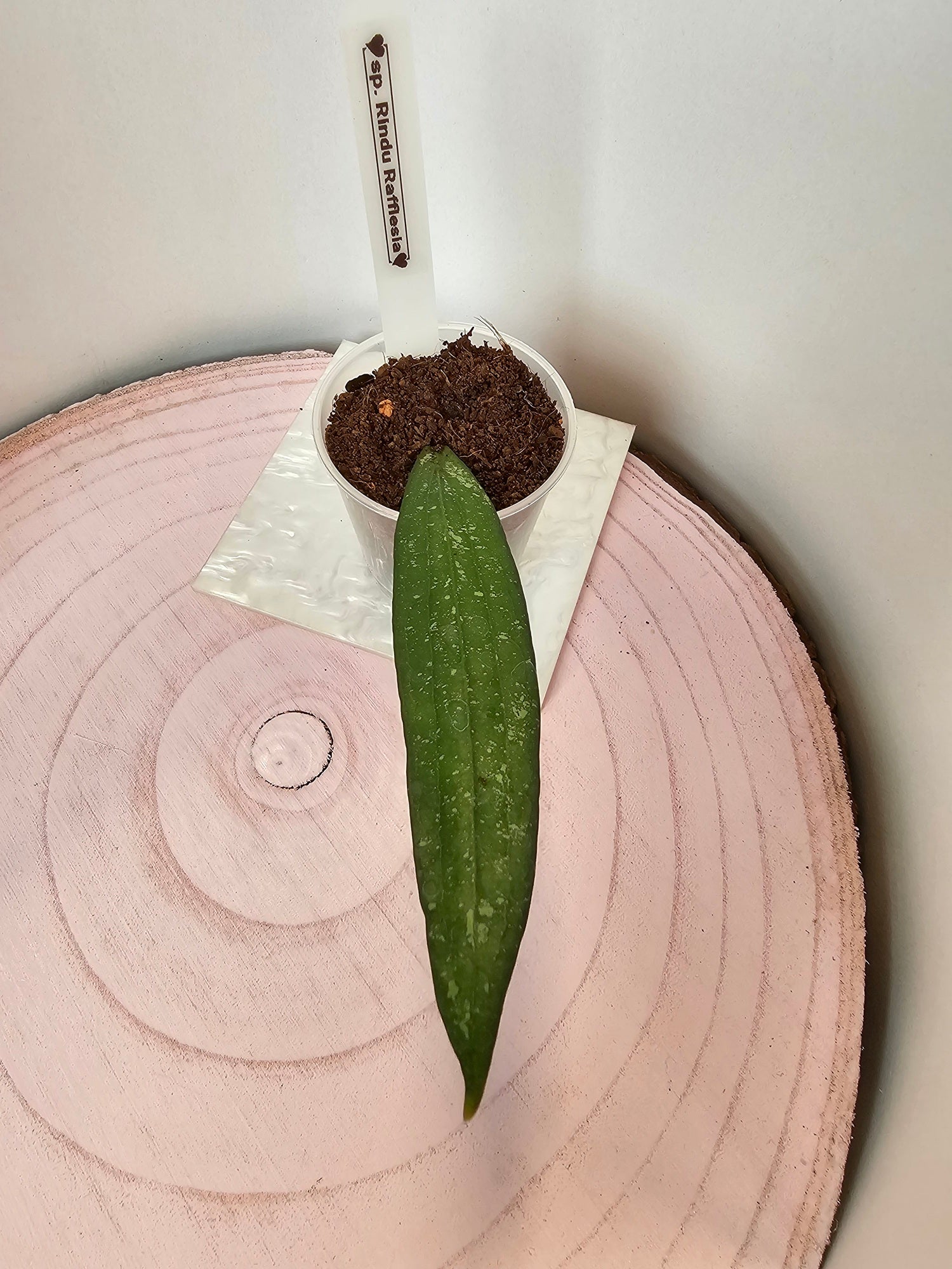 Hoya sp. Rindu Rafflesia