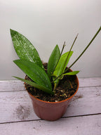 Hoya sp. Rindu Rafflesia