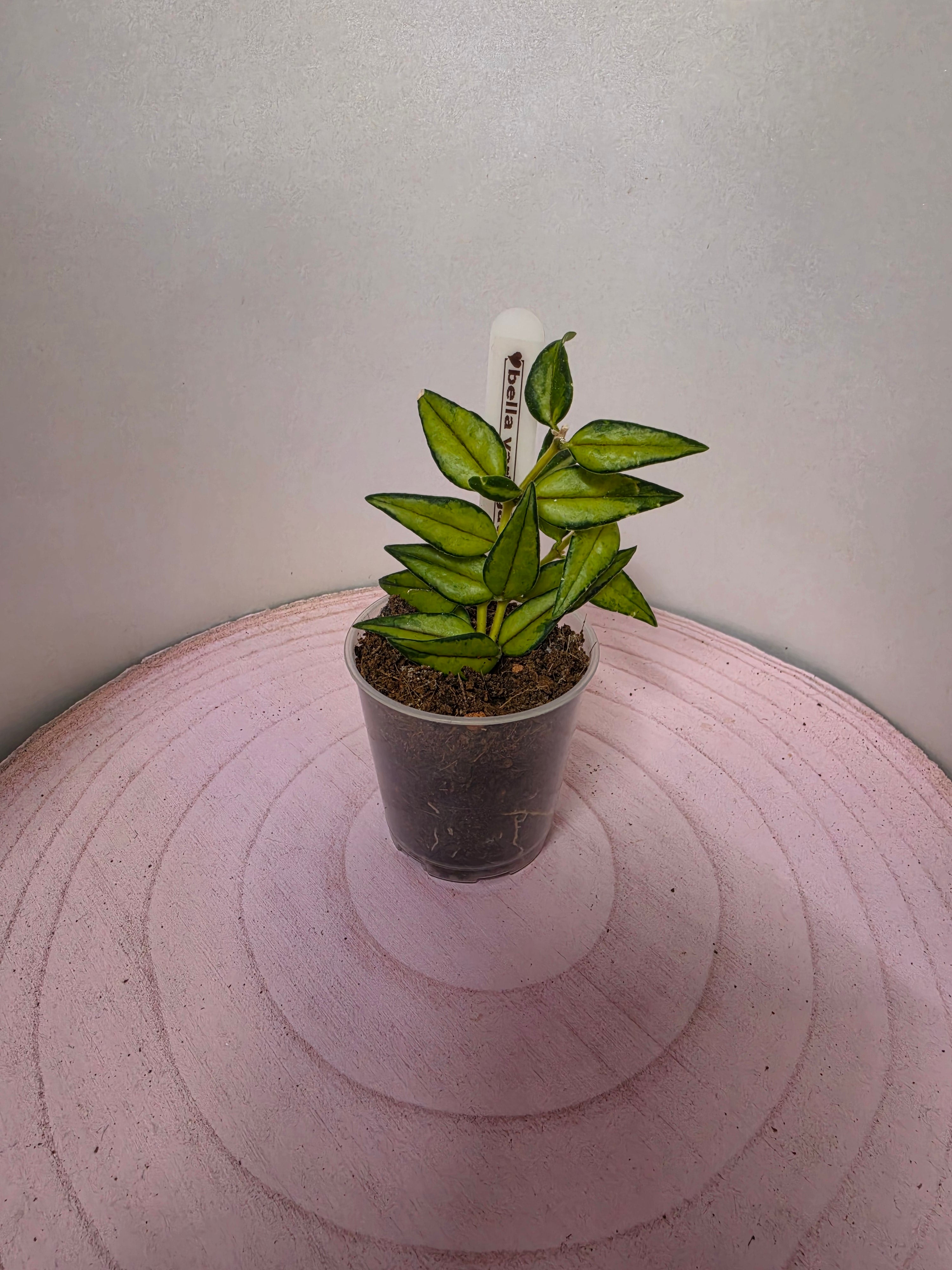 Hoya bella 'Luis Bois'