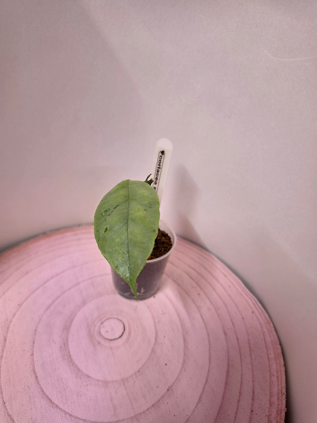 Hoya coriacea silver