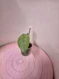 Hoya coriacea silver