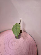 Hoya coriacea silver