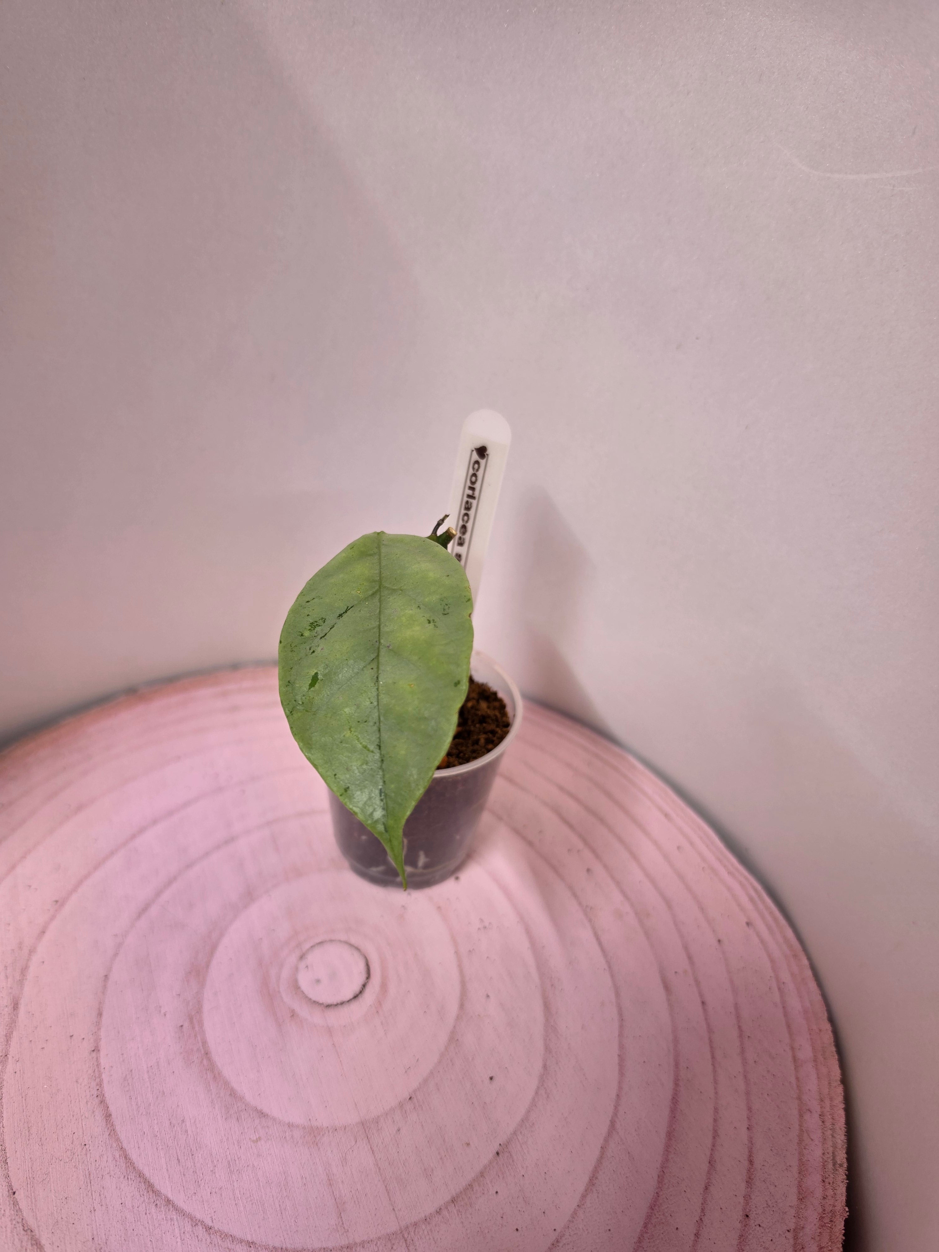 Hoya coriacea silver