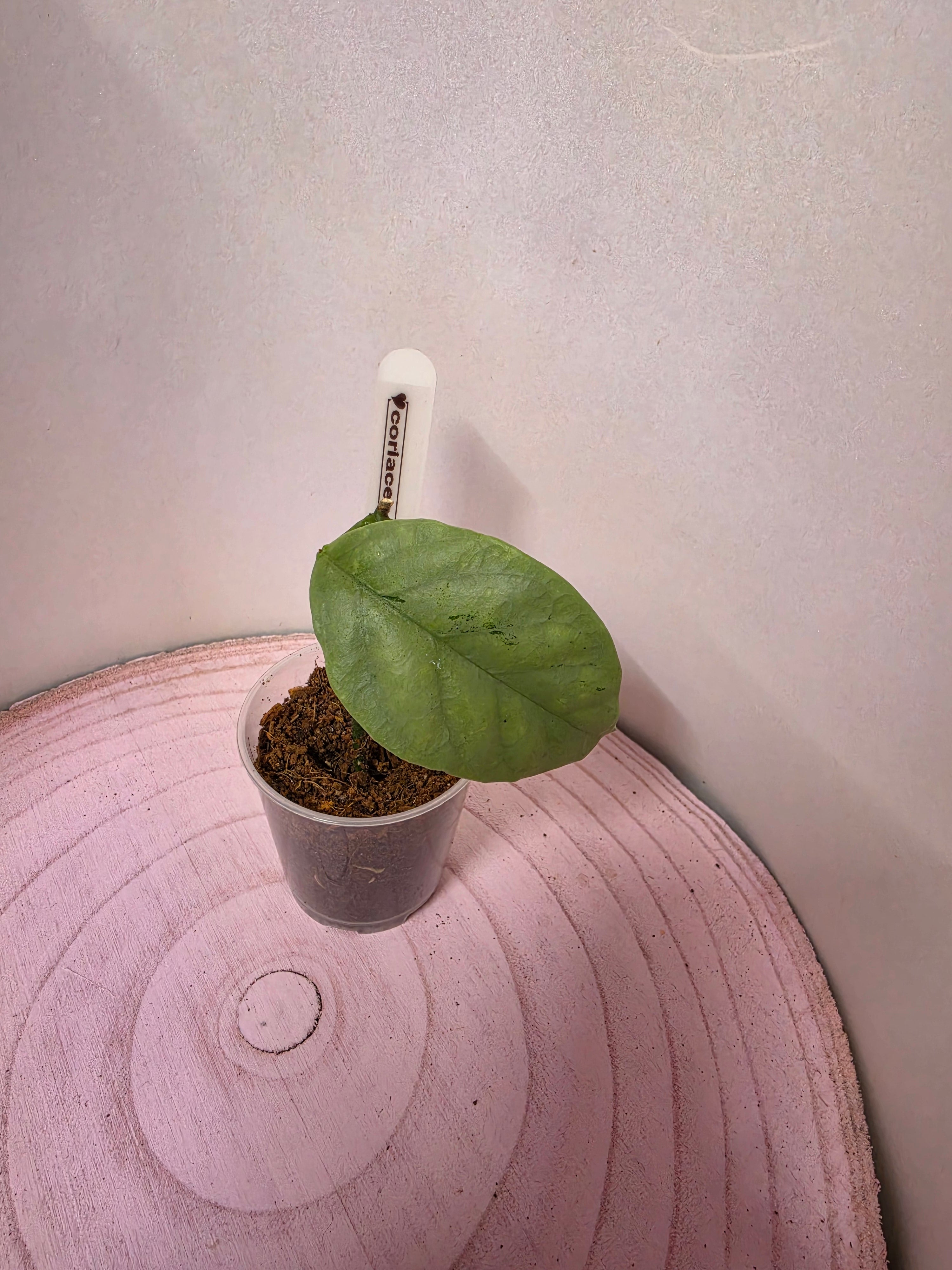 Hoya coriacea silver