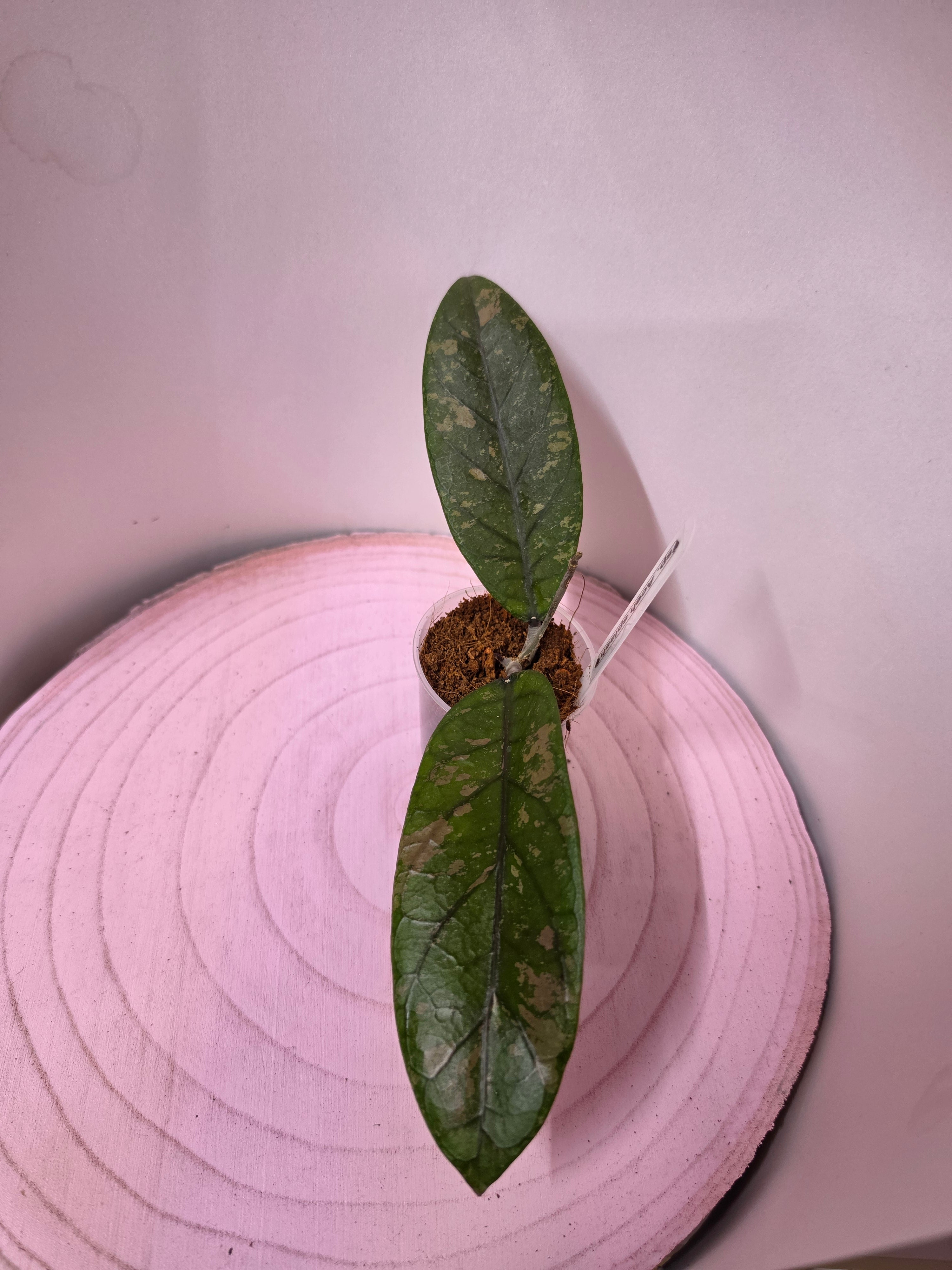 Hoya sp. Aceh splash