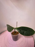 Hoya lobbii dark red
