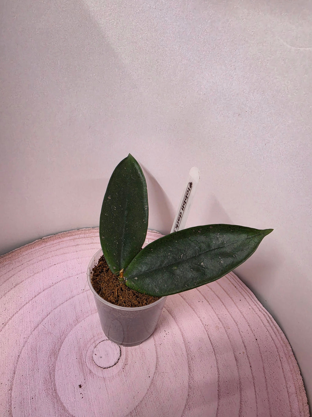 Hoya lobbii dark red