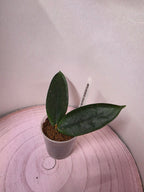 Hoya lobbii dark red
