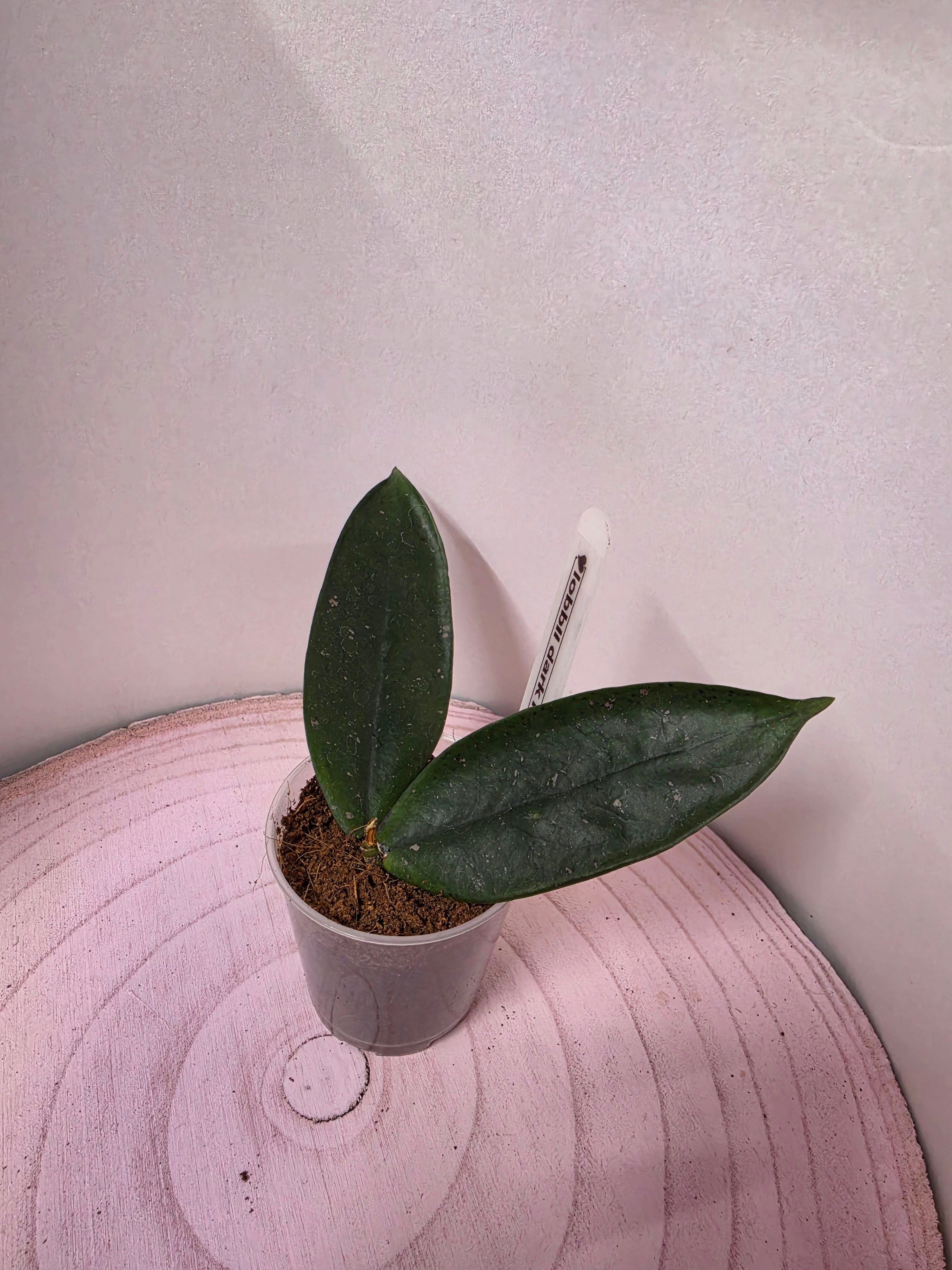 Hoya lobbii dark red