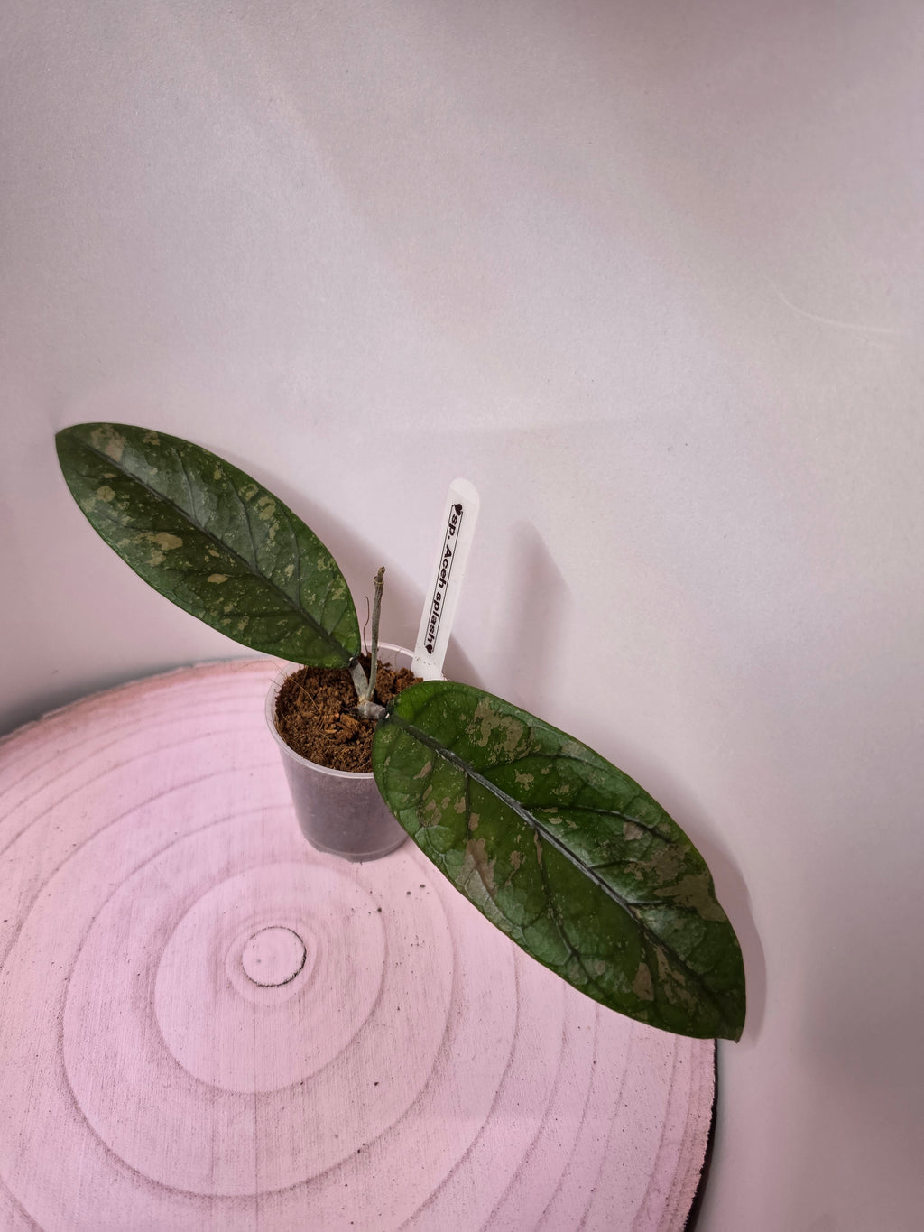 Hoya sp. Aceh splash