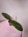 Hoya sp. Aceh splash