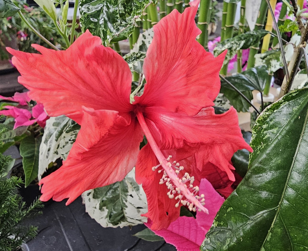 Hibiskus rosa-sinensis variegata