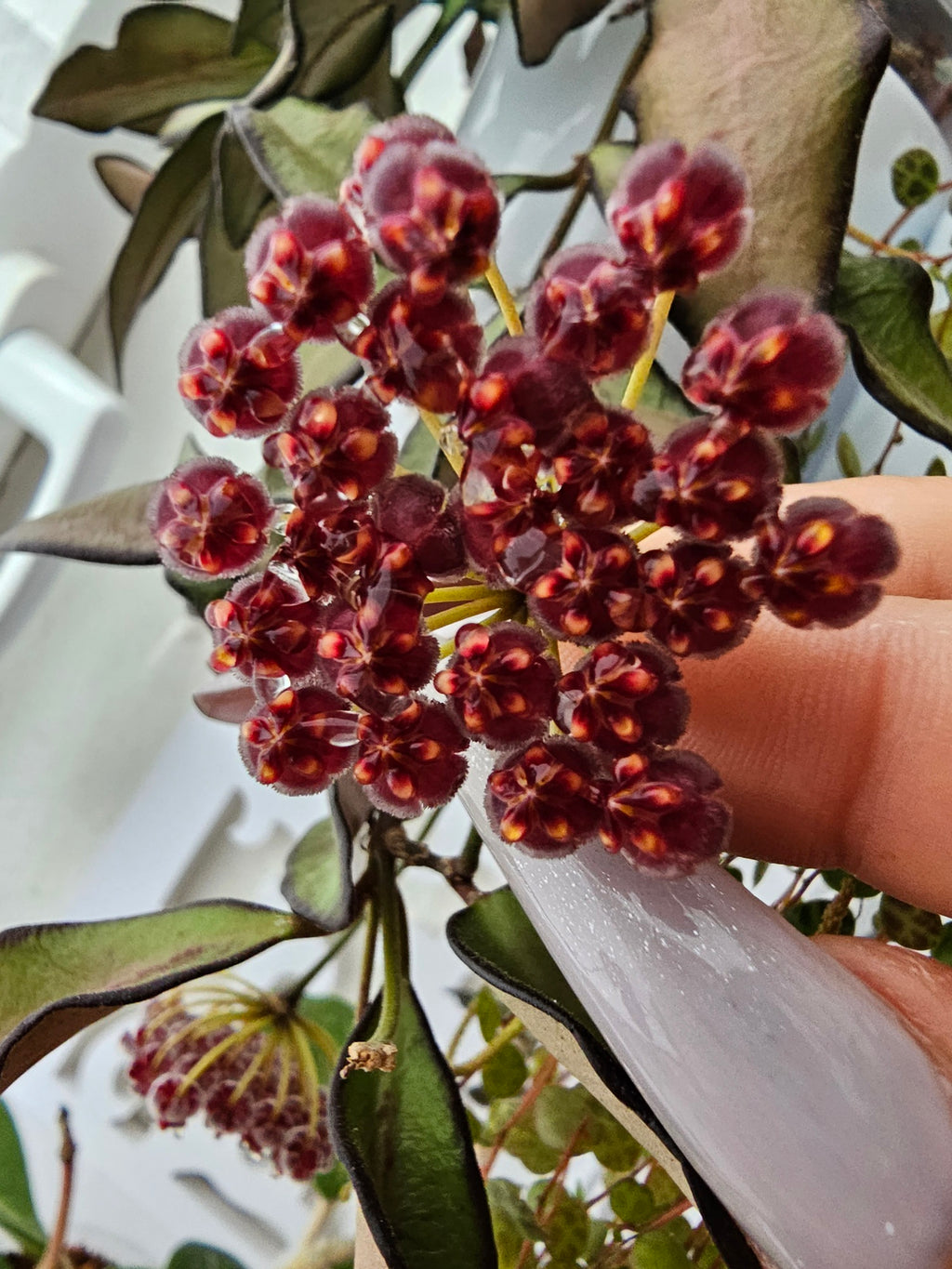 Hoya 'Rosita'