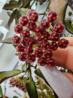 Hoya 'Rosita'