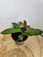 Hoya 'Rosita'
