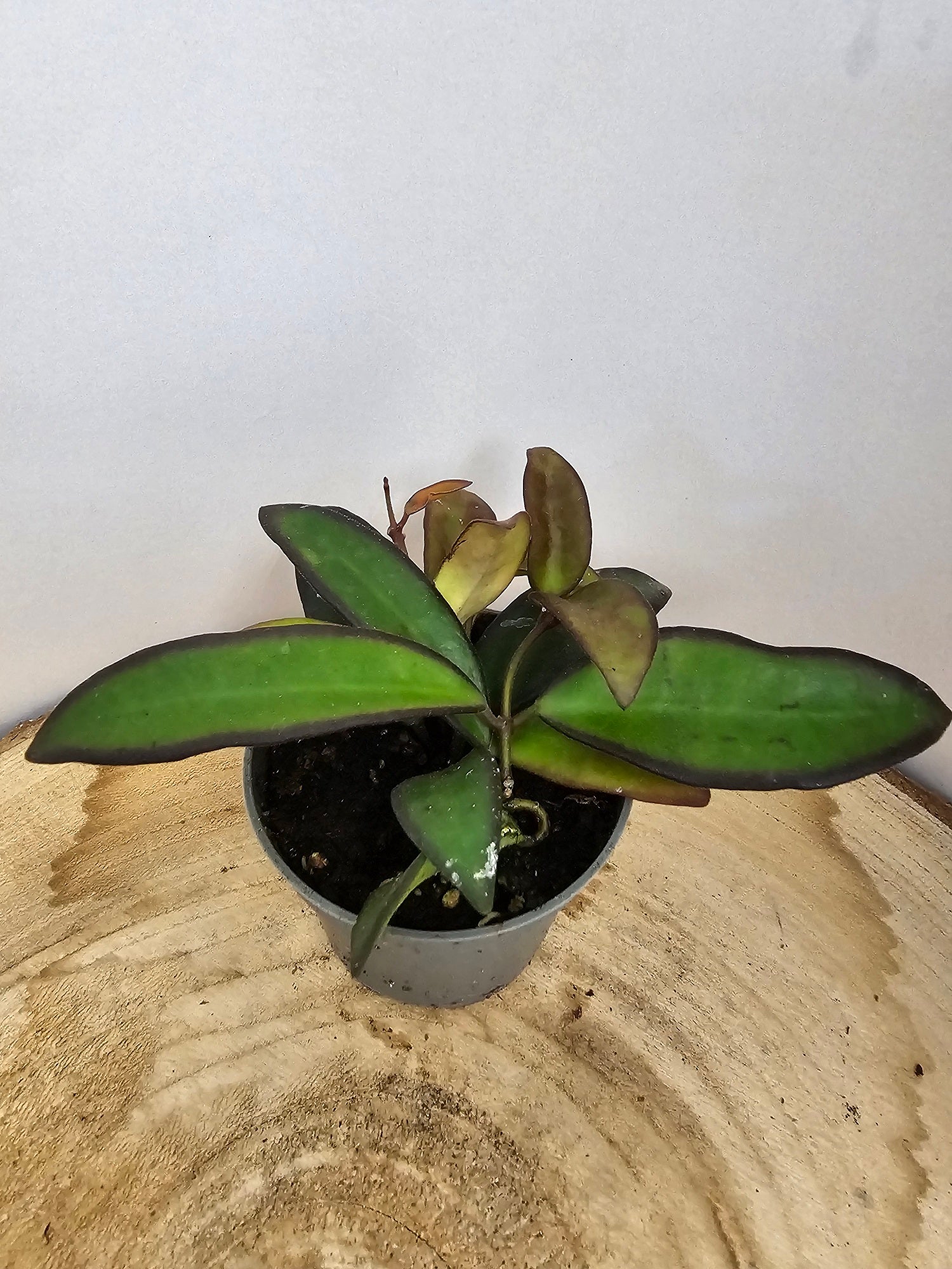 Hoya 'Rosita'