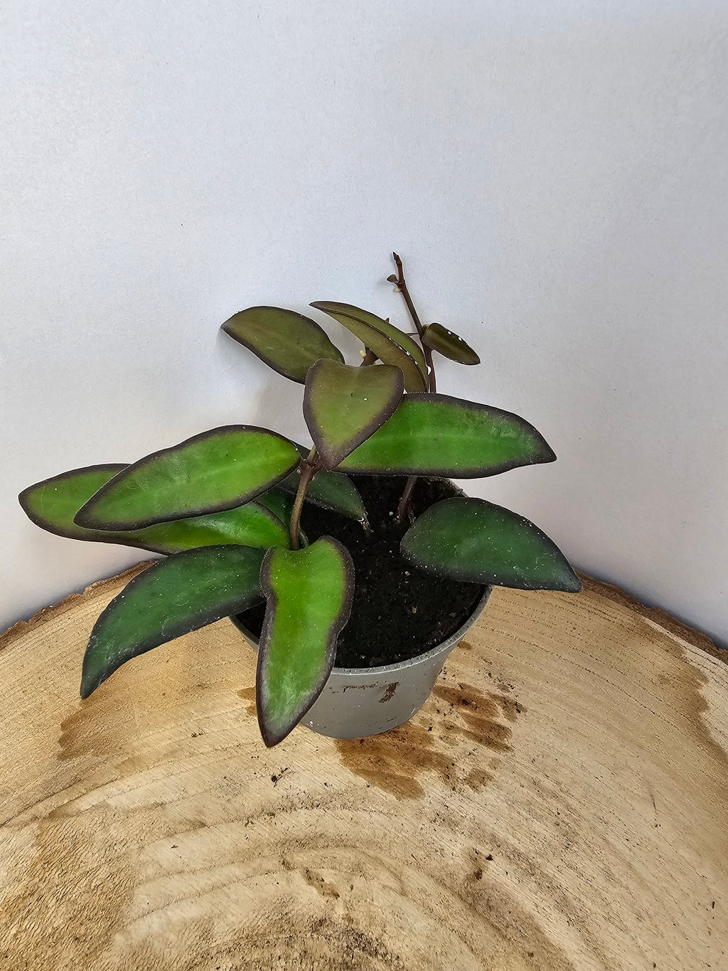 Hoya 'Rosita'