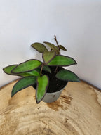 Hoya 'Rosita'