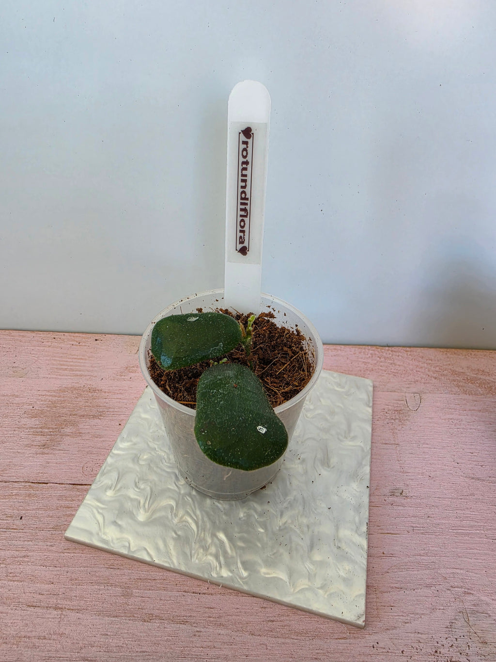 Hoya rotundiflora