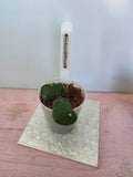 Hoya rotundiflora