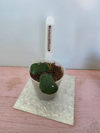 Hoya rotundiflora