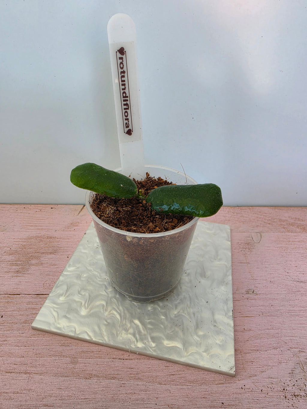 Hoya rotundiflora