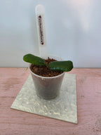 Hoya rotundiflora
