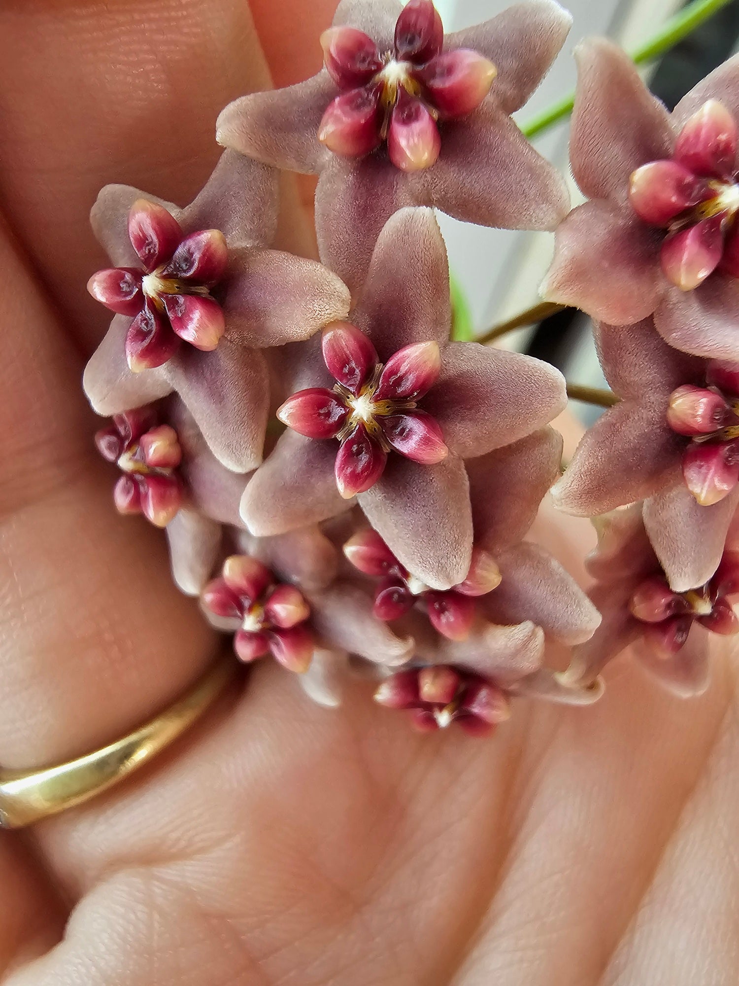 Hoya rubida