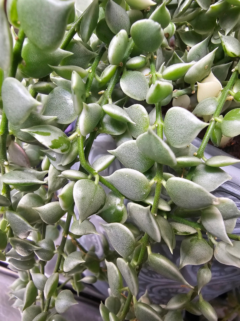 Dischidia ruscifolia variegata cutting
