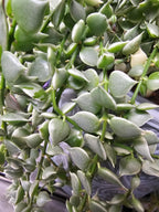 Dischidia ruscifolia variegata cutting