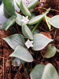 Dischidia ruscifolia variegata cutting