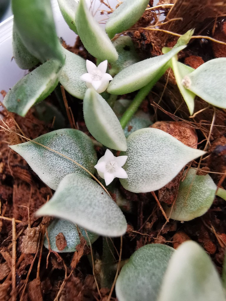 Dischidia ruscifolia variegata cutting