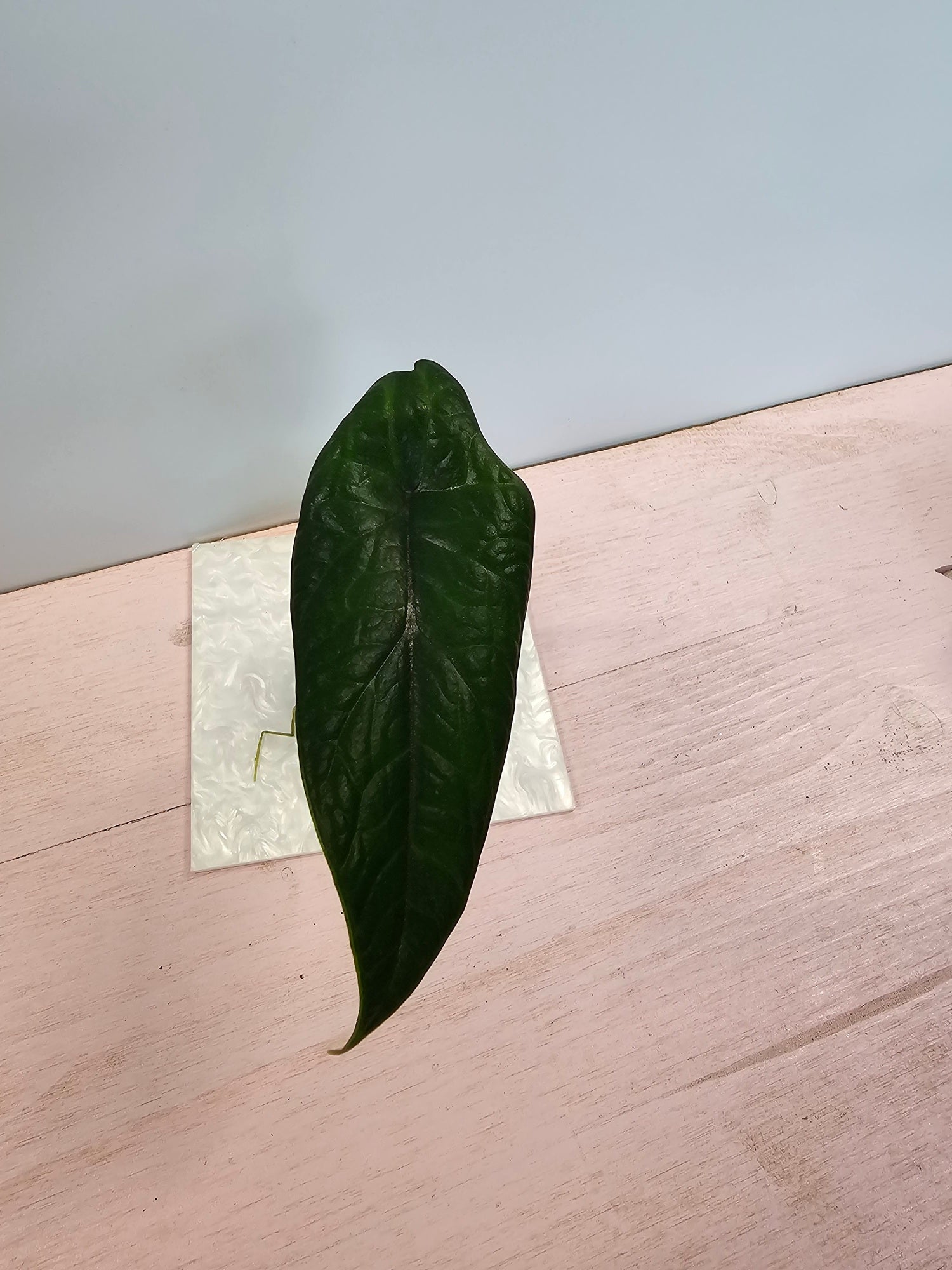 Alocasia scalprum in Pon