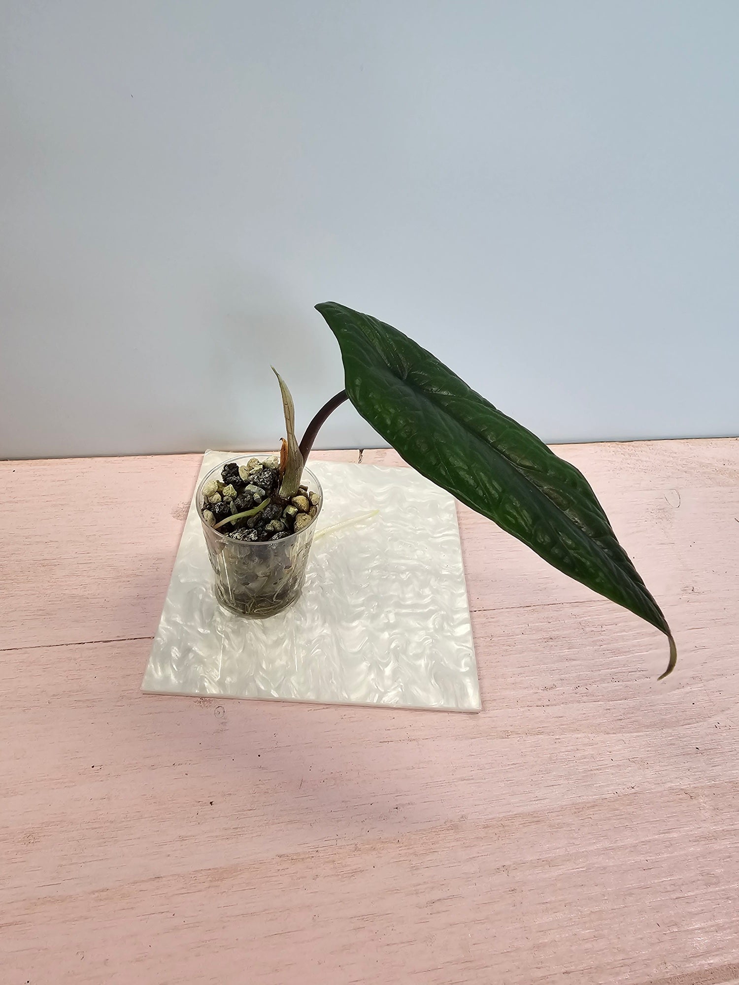 Alocasia scalprum in Pon