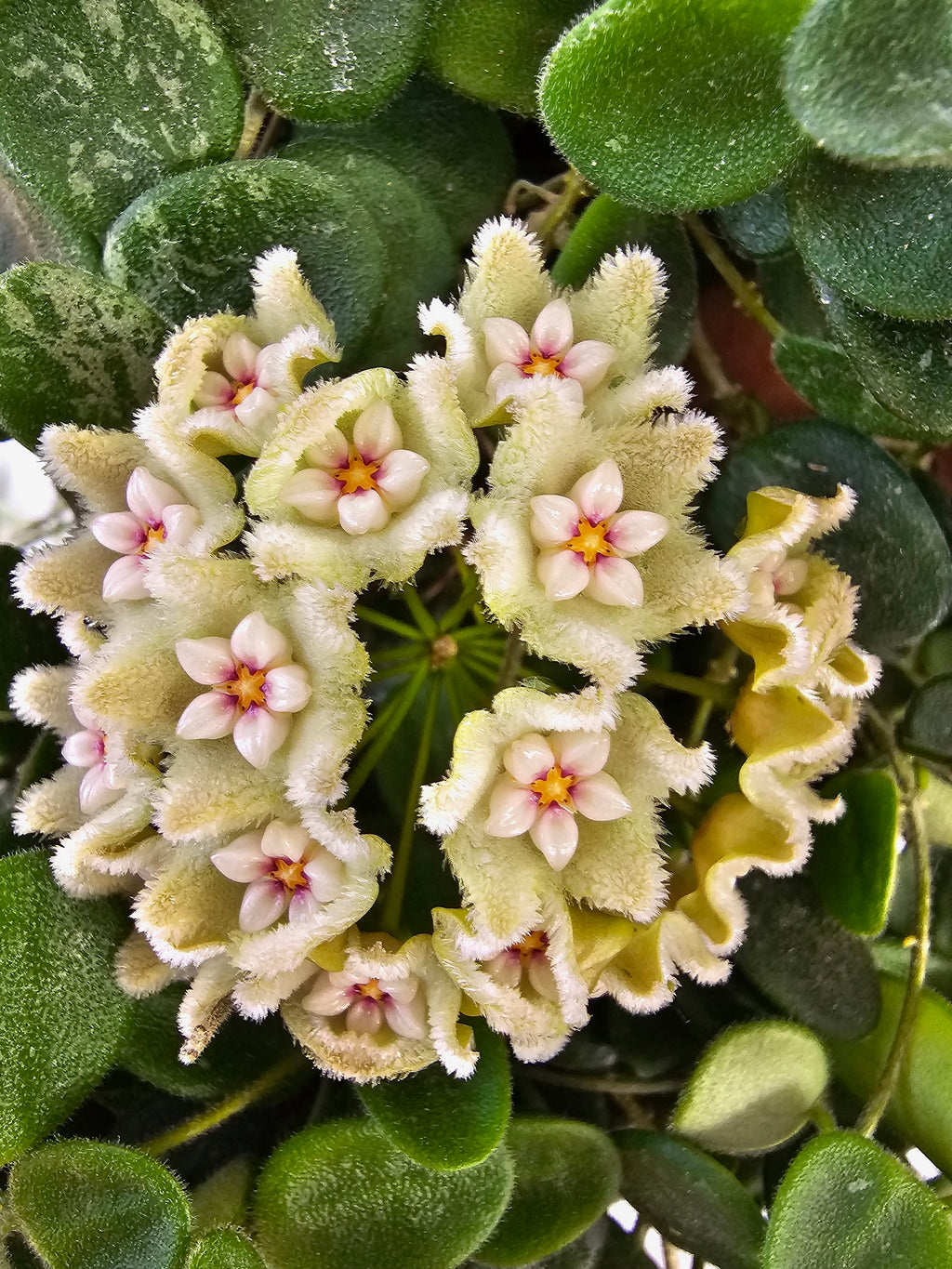Hoya serpens