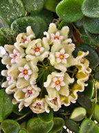 Hoya serpens