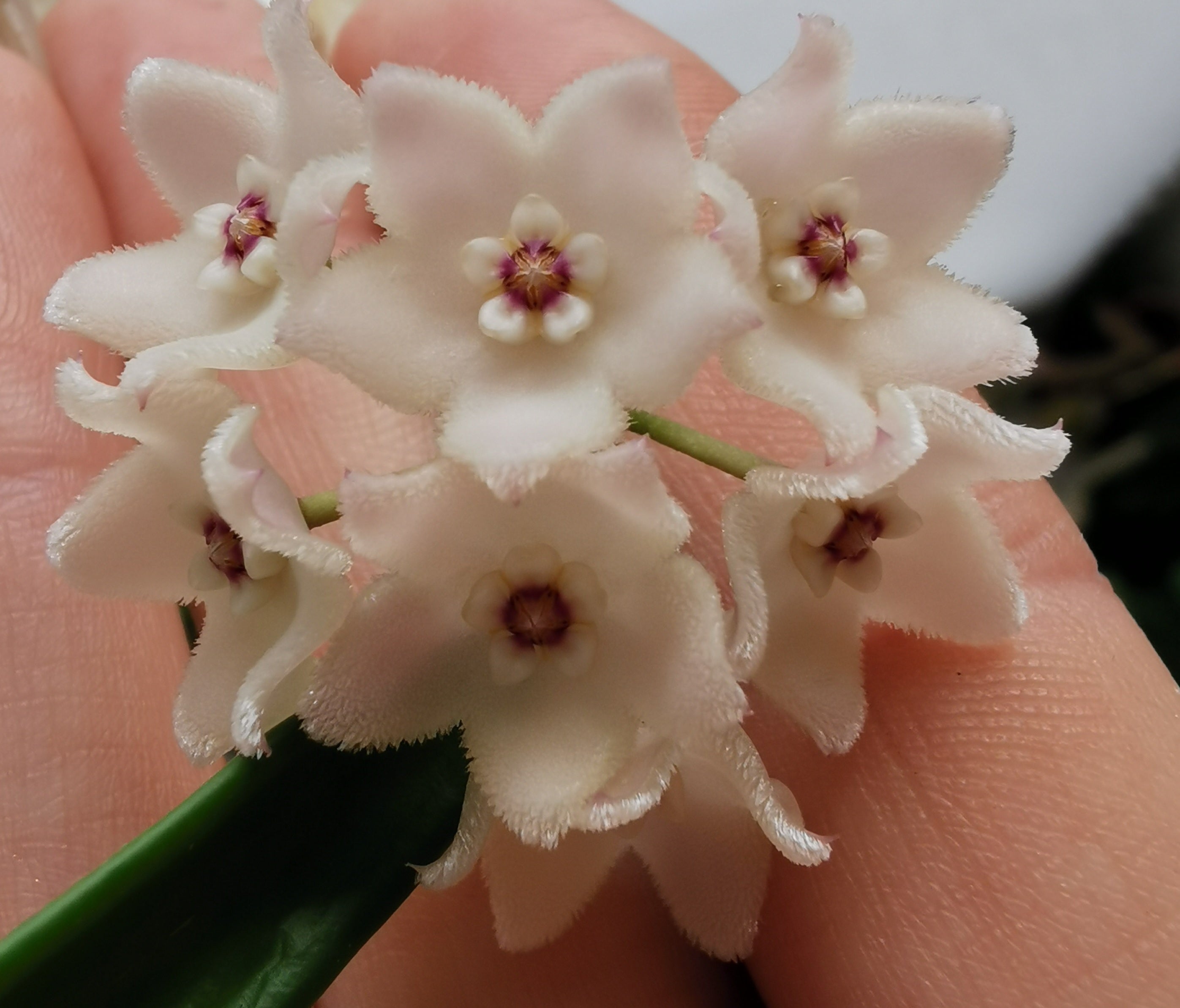 Hoya shepherdii