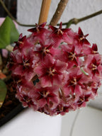 Hoya erythrostemma shocking pink