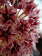 Hoya erythrostemma shocking pink