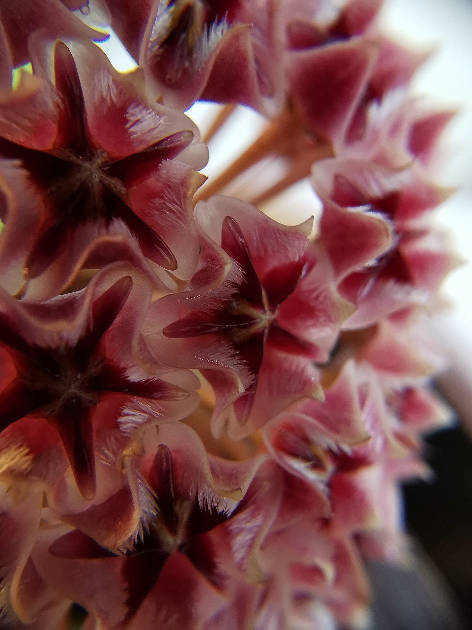 Hoya erythrostemma shocking pink