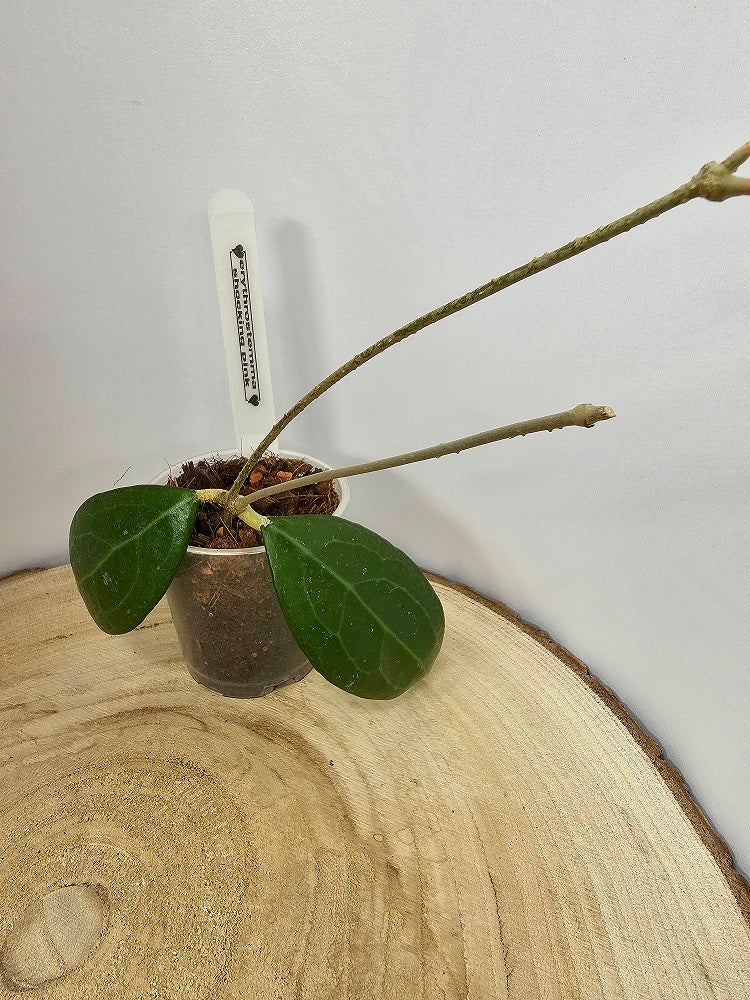 Hoya erythrostemma shocking pink