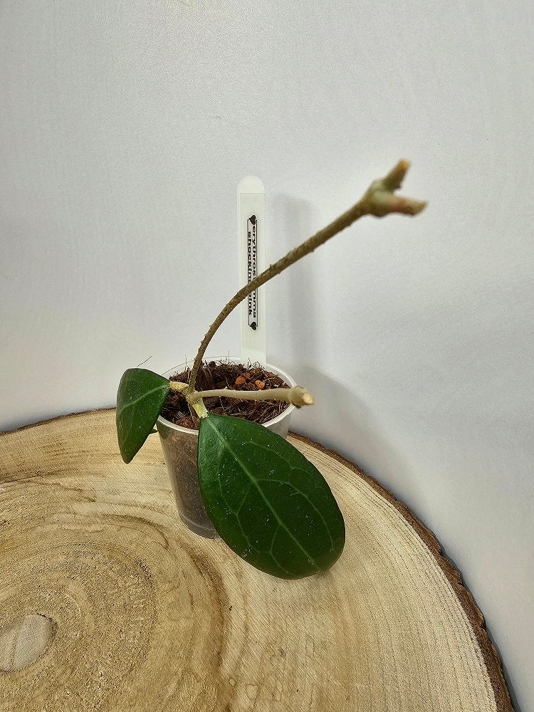 Hoya erythrostemma shocking pink