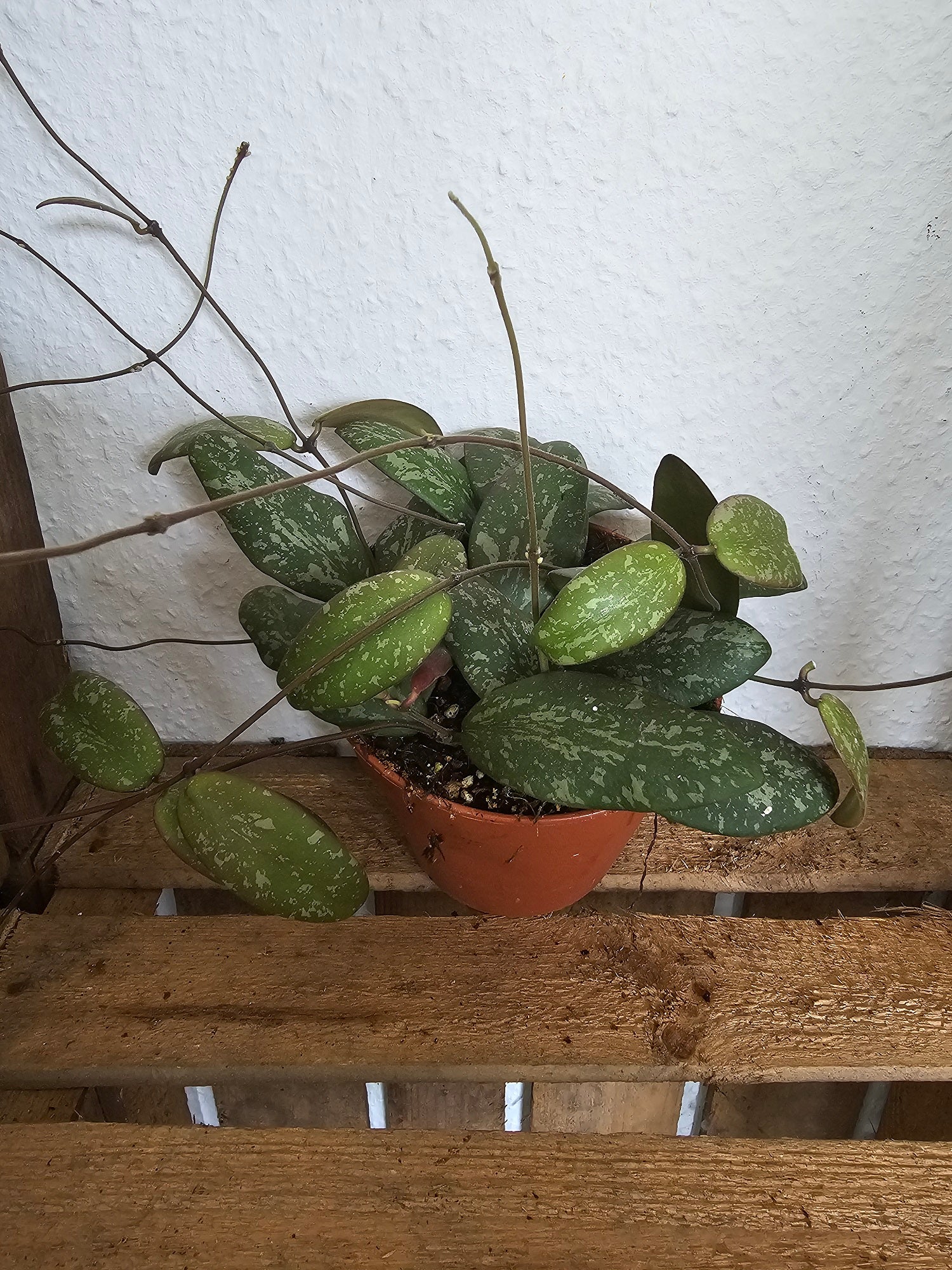 Hoya sigillatis round leaves