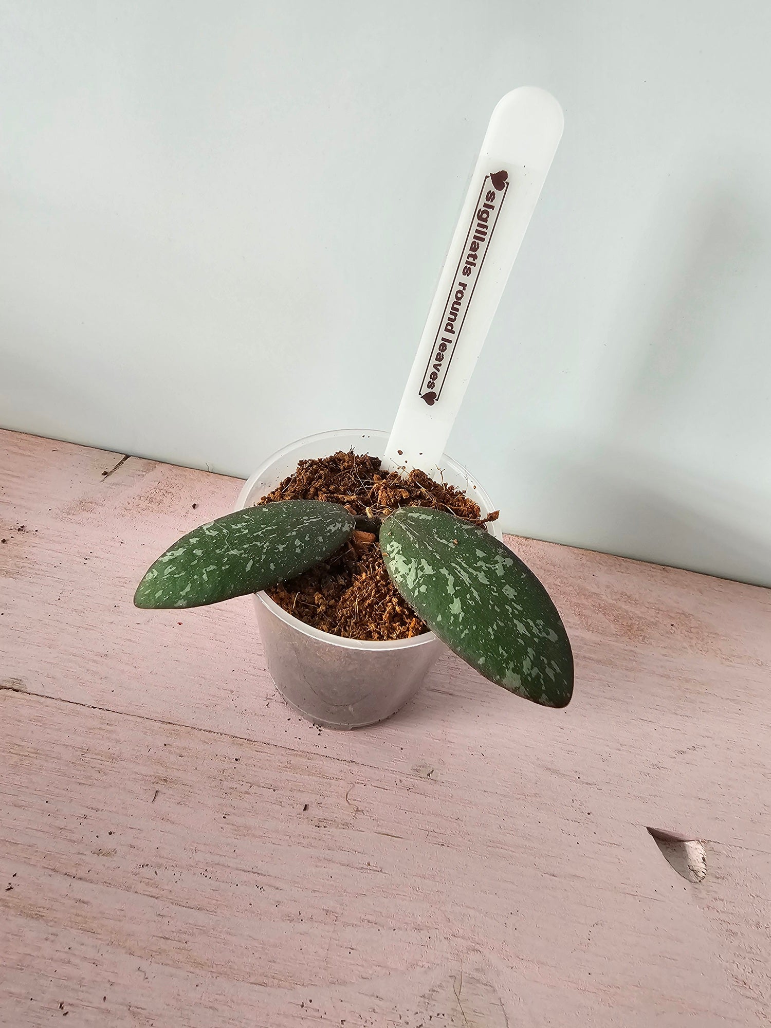 Hoya sigillatis round leaves