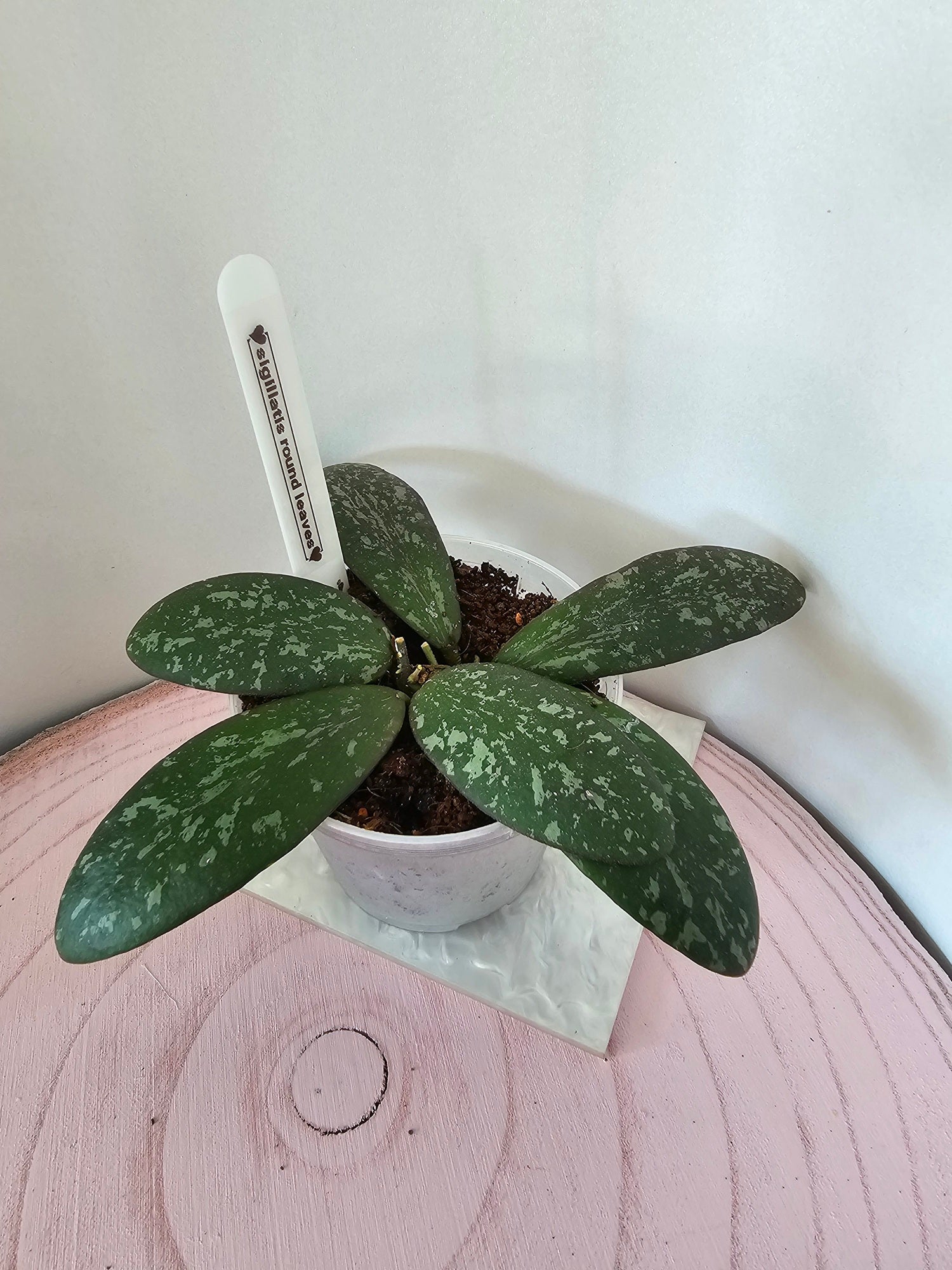 Hoya sigillatis round leaves