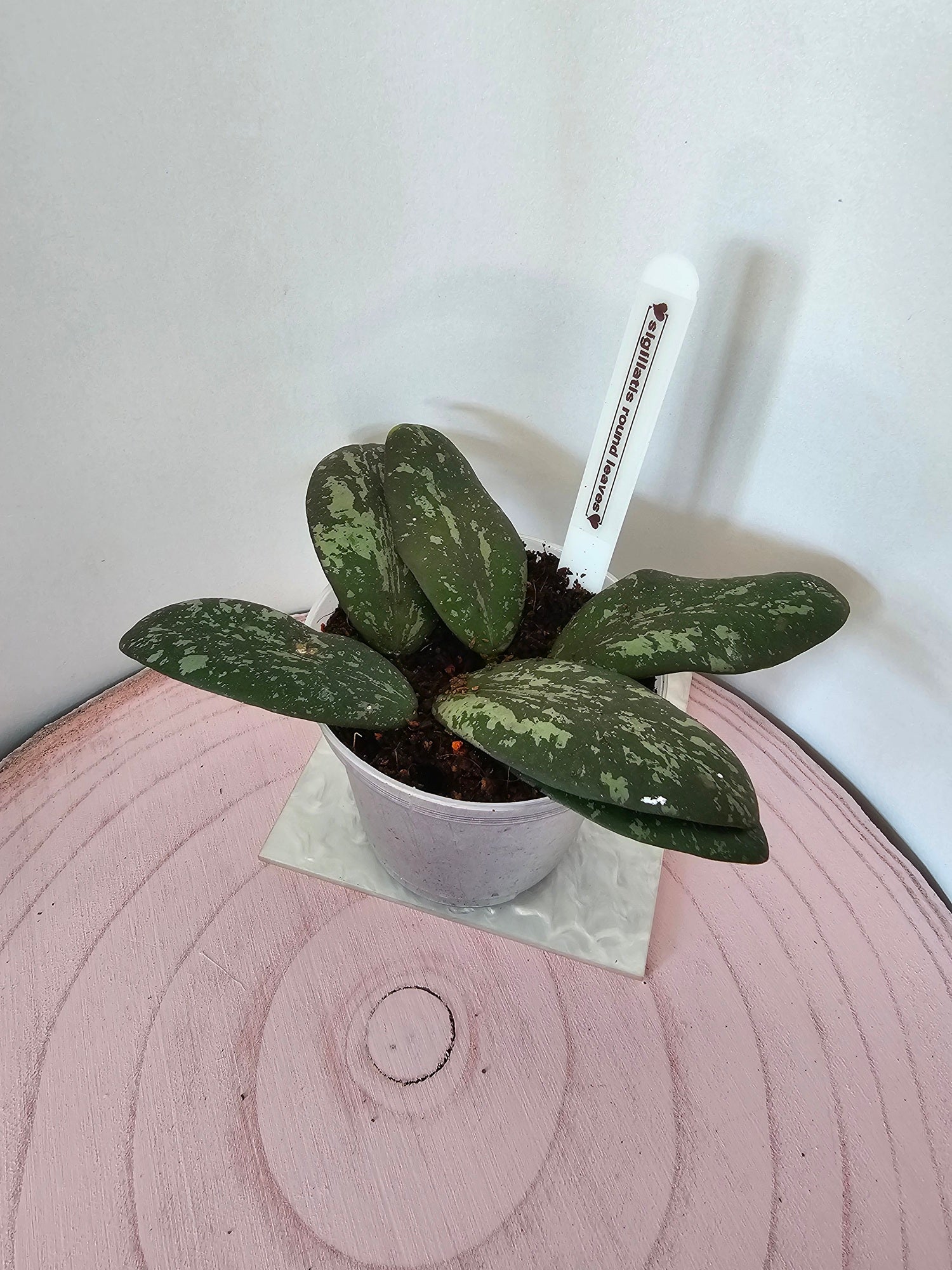 Hoya sigillatis round leaves