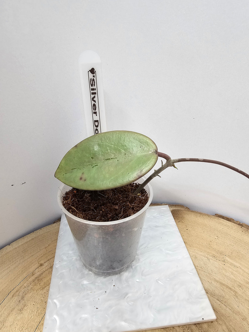 Hoya Silver Dollar