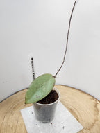 Hoya Silver Dollar